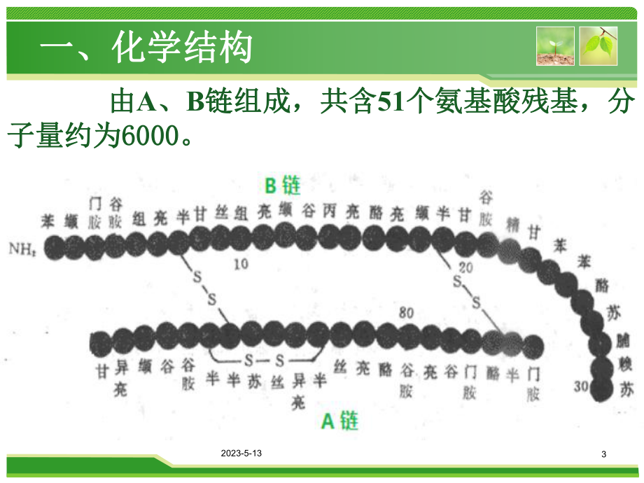 胰岛素生化、合成及分泌以及调节因素课件.ppt_第3页