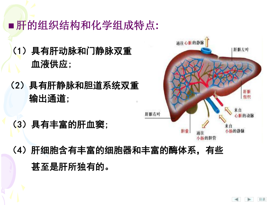 肝的生物化学[课件].pptx_第2页