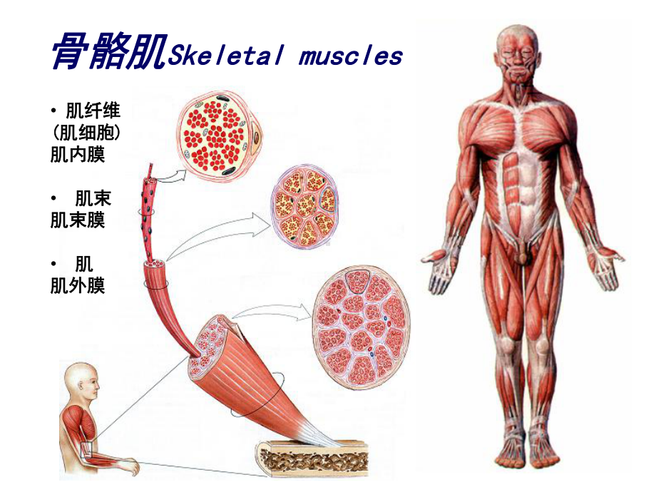 解剖学教学课件：7肌学.ppt_第3页