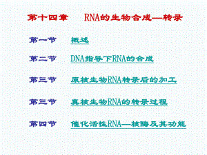 第十三章-RNA生物合成课件.ppt