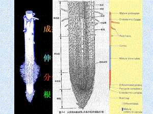 组成细胞的分子-细胞中的元素和化合物课件.ppt