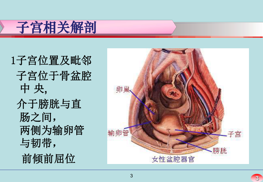 经腹全子宫切除术手术配合课件.ppt_第3页