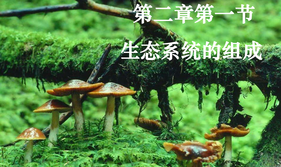 生态系统的组成-公开课课件.pptx_第1页