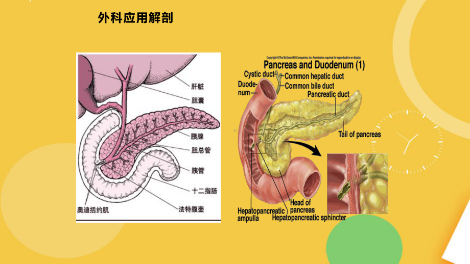 胰腺外科常用手术术式完整资料课件.pptx_第2页