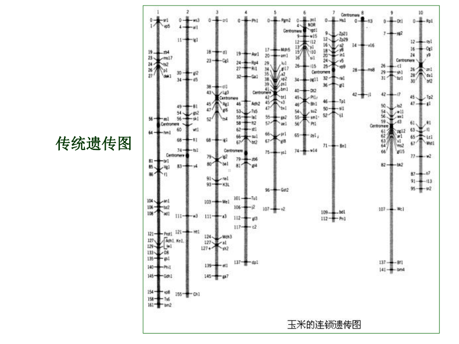 第3章分子图谱的构建课件.ppt_第3页