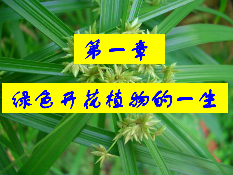 绿色开花植物的一生-复习课件.ppt_第1页