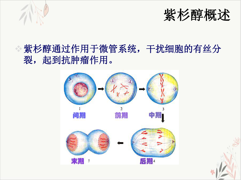 紫杉醇的常见副作用及护理要点实用课件.pptx_第3页