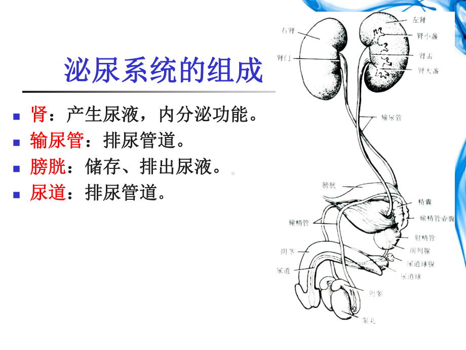 组胚学课件泌尿系统.ppt_第2页