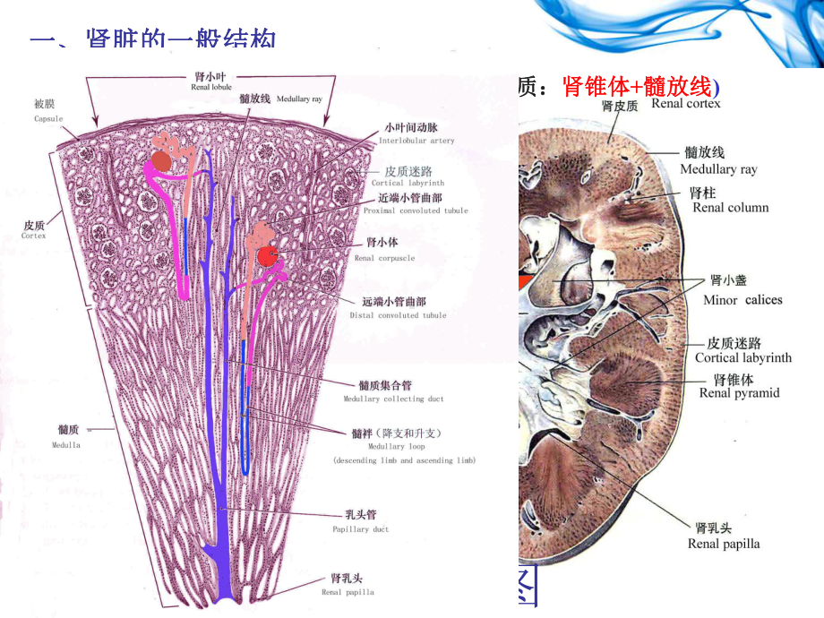 组胚学课件泌尿系统.ppt_第3页