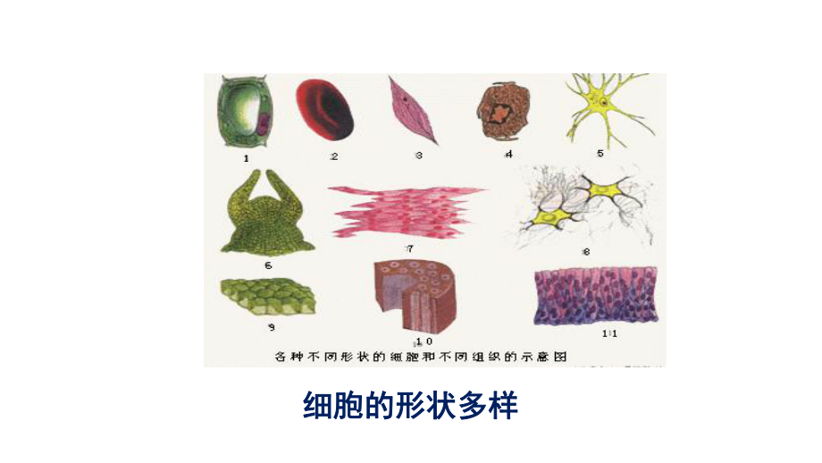 苏教版高中生物必修一课件第三章-细胞的结构和功能.ppt_第2页