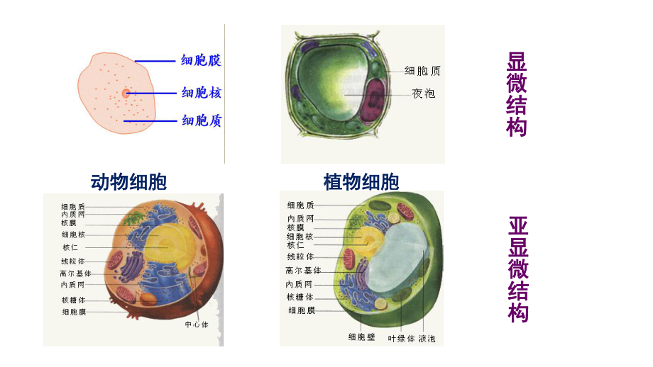 苏教版高中生物必修一课件第三章-细胞的结构和功能.ppt_第3页