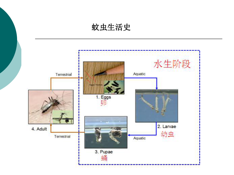 蚊虫监测-病媒生物防治课件.ppt_第2页