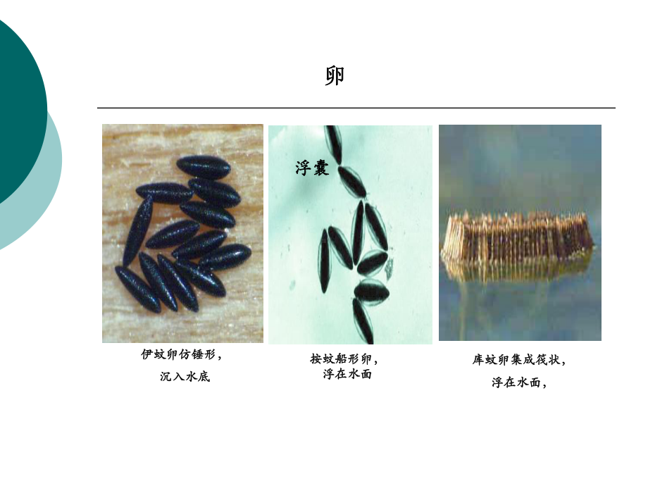 蚊虫监测-病媒生物防治课件.ppt_第3页