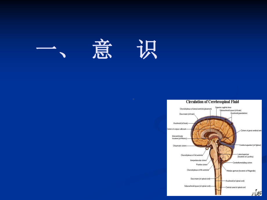 神经科全脑征临床意义及观察课件.ppt_第3页