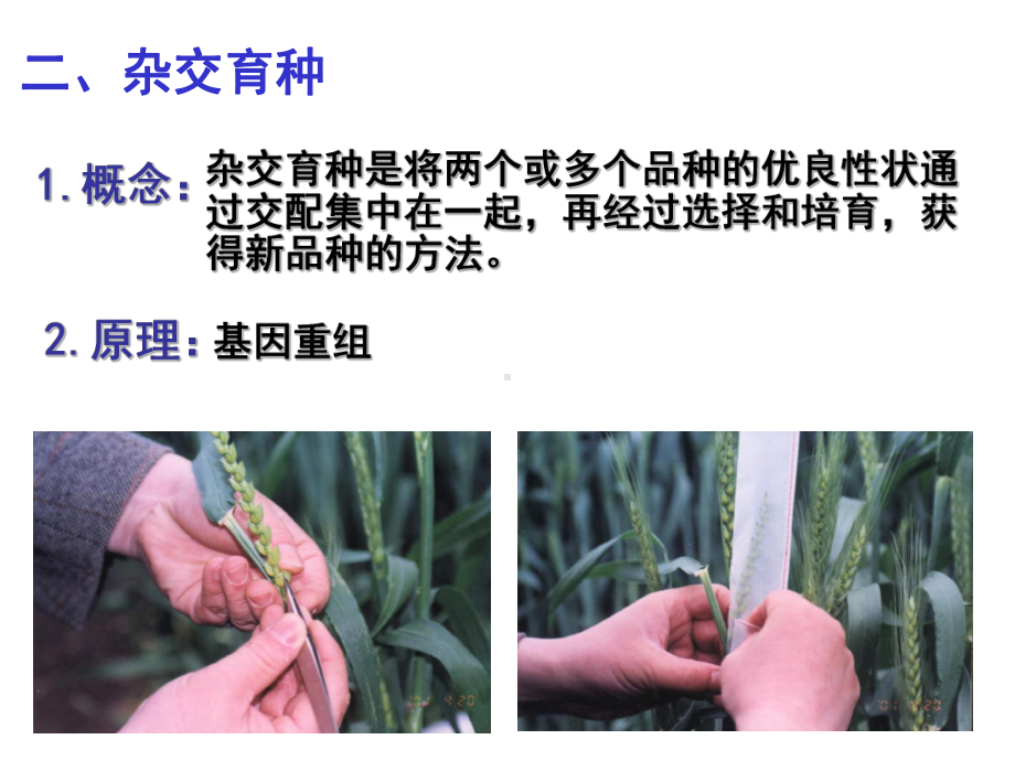 生物必修二杂交育种与诱变育种课件.ppt_第3页