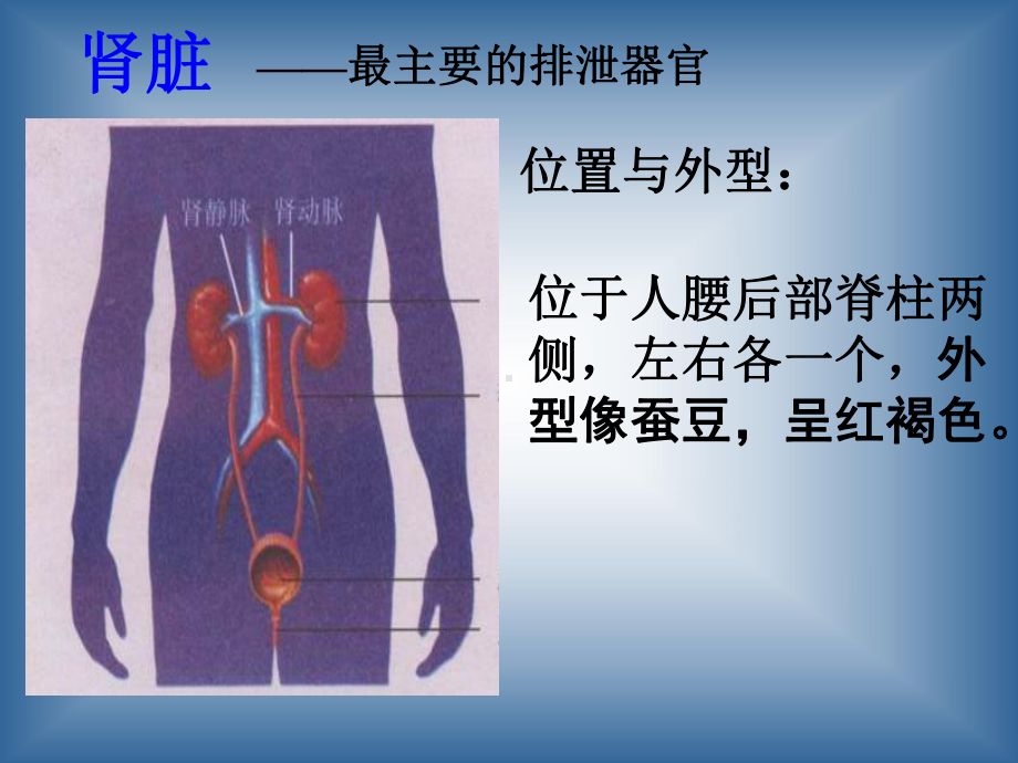 肾脏病知识课件.ppt_第3页