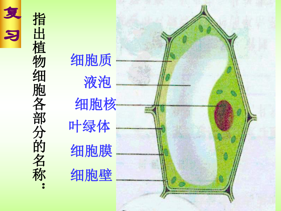 观察人的口腔上皮细胞的实验教学课件.ppt_第3页