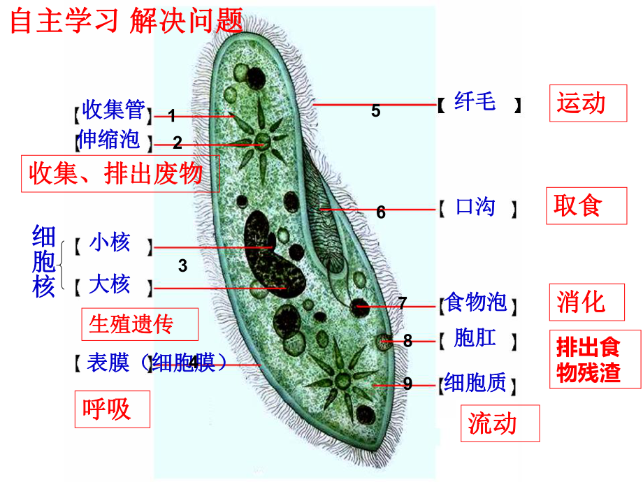 苏教版七年级生物上册第2单元第四章第一节《单细胞生物》课件.ppt_第3页