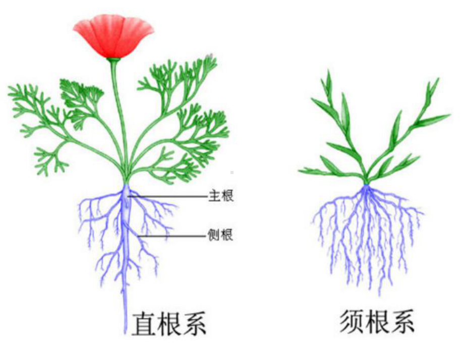 红星幼儿园大班科学领域《根的秘密》课件.ppt_第3页