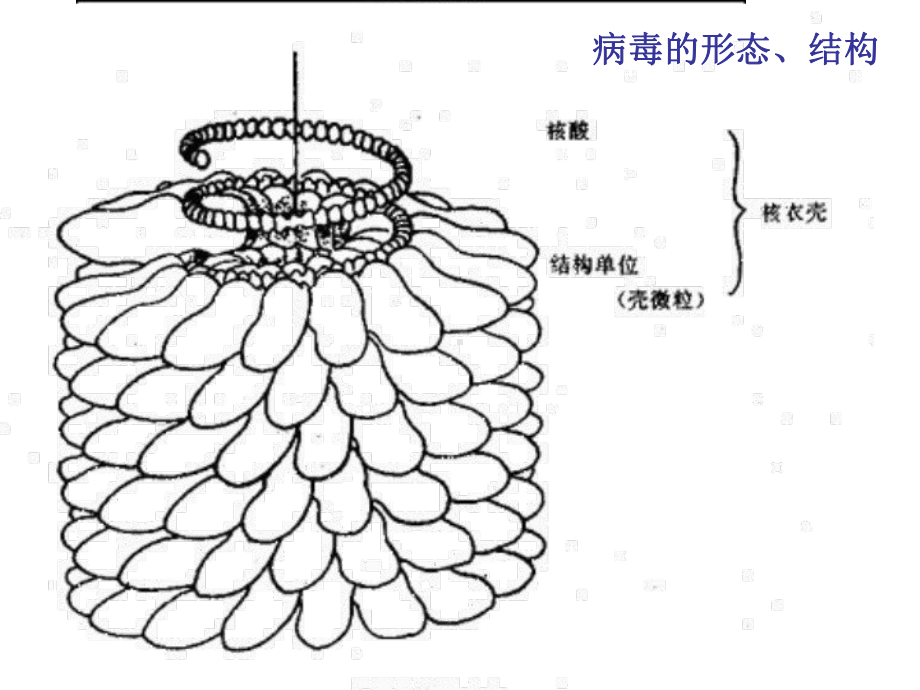 微生物学的基础知识.ppt_第3页