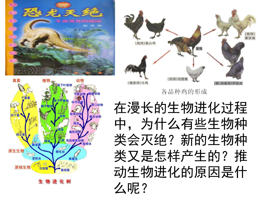 生物进化的原因课件讲义.ppt_第3页