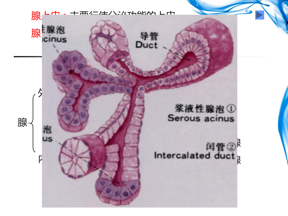 组胚学课件消化腺.ppt_第2页