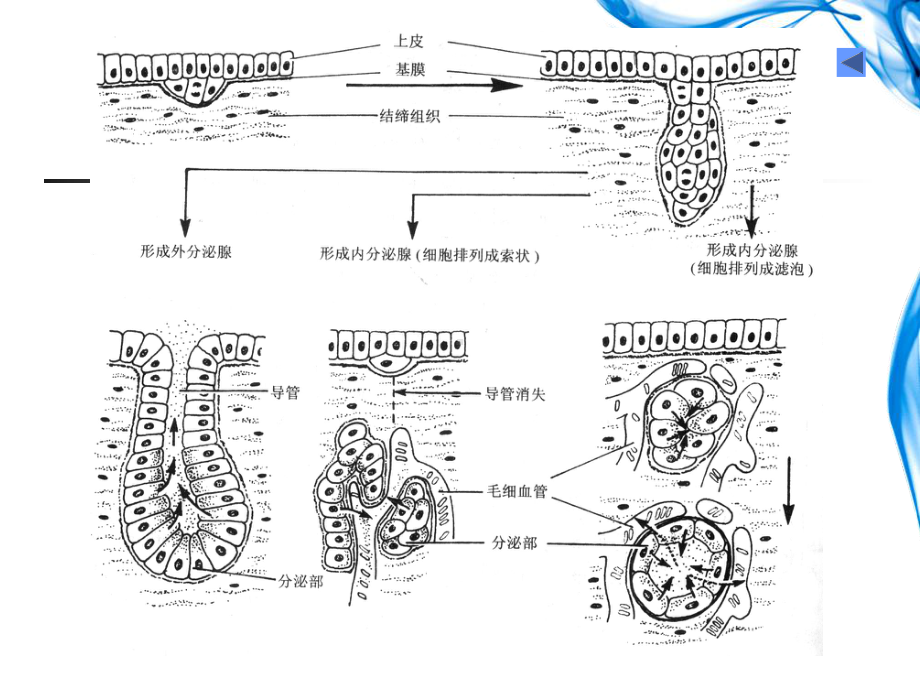 组胚学课件消化腺.ppt_第3页