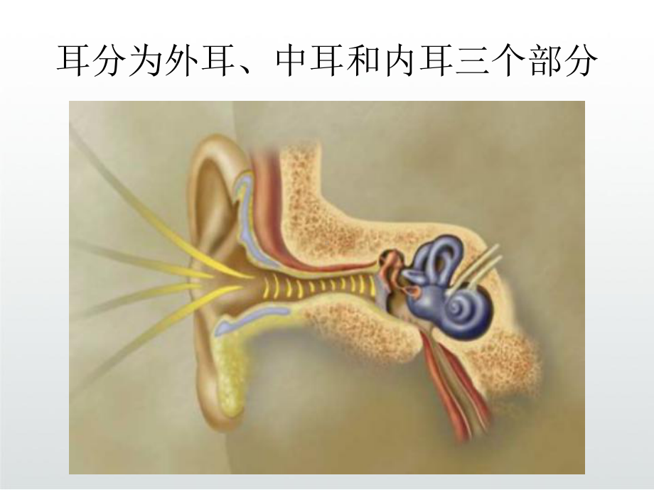 耳部应用解剖及生理课件.ppt_第3页