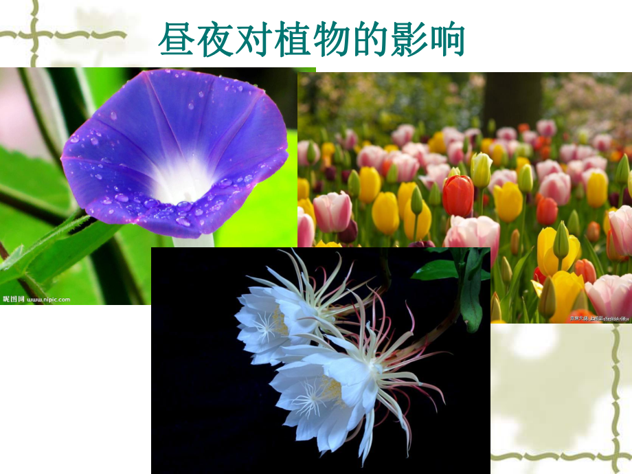 苏教版科学《昼夜对动植物的影响》课件.ppt_第3页