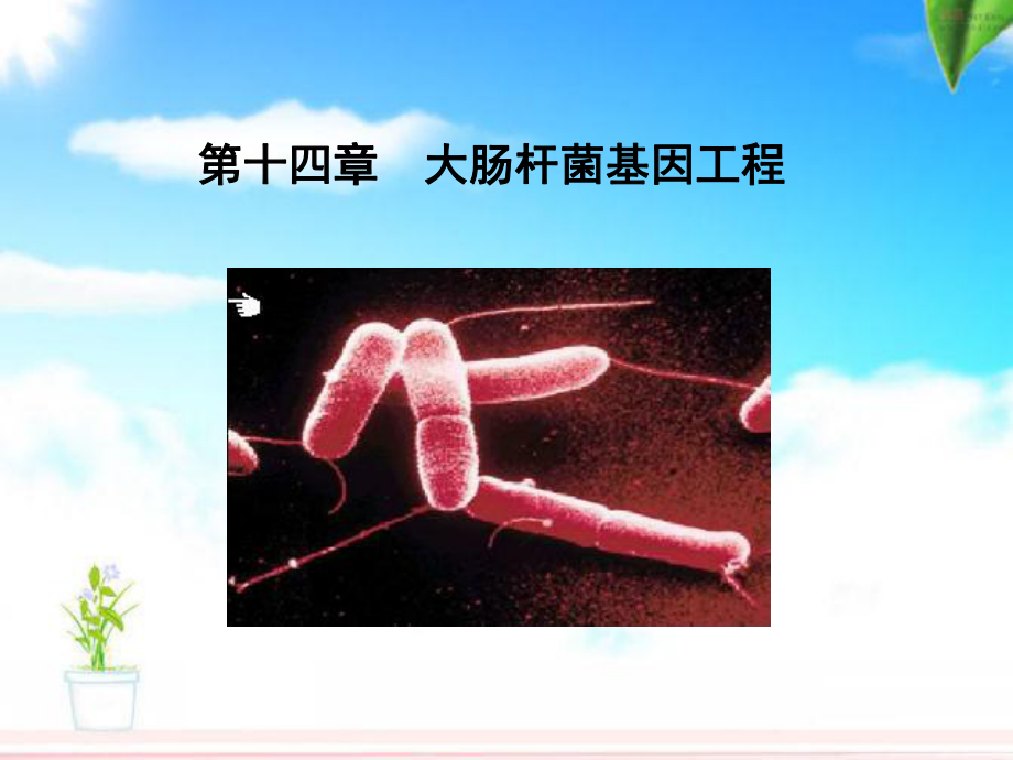 第十四章：大肠杆菌基因工程资料课件.ppt_第1页