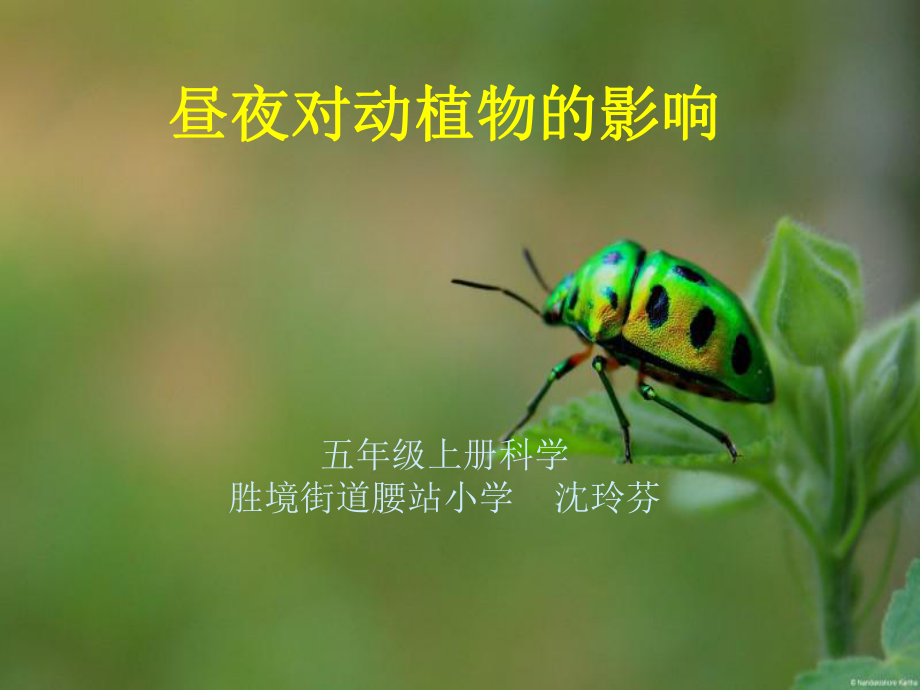 苏教版科学《昼夜对动植物的影响》PP课件.ppt_第1页