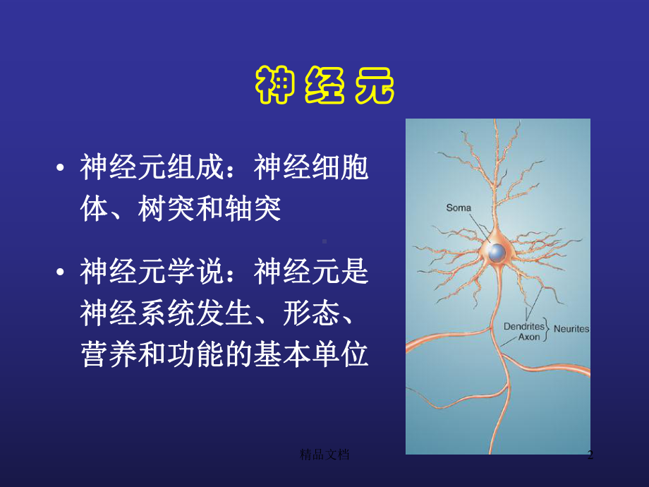 脑结构与认知功能课件.ppt_第2页