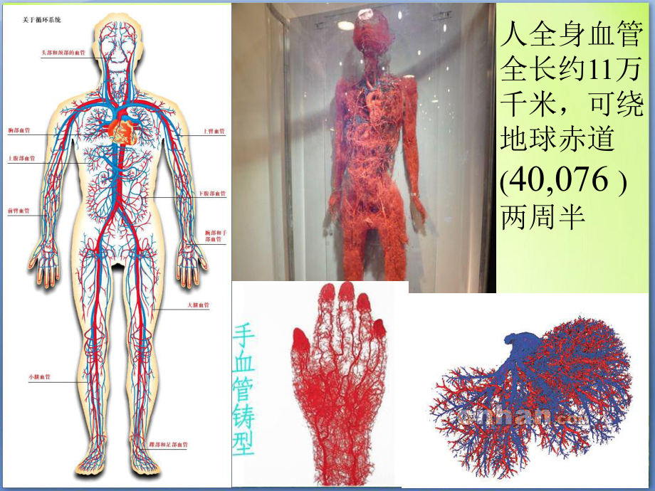 血流的管道-血管-初中生物优秀教学课件.ppt_第3页