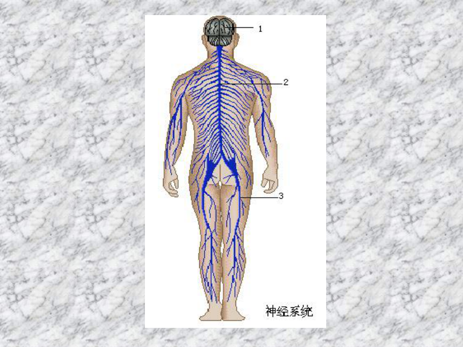 神经系统复习课件.ppt_第2页