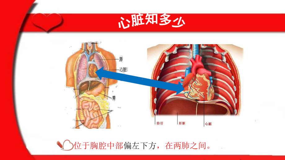 输送血液的泵-心脏-初中生物优秀教学课件.pptx_第2页