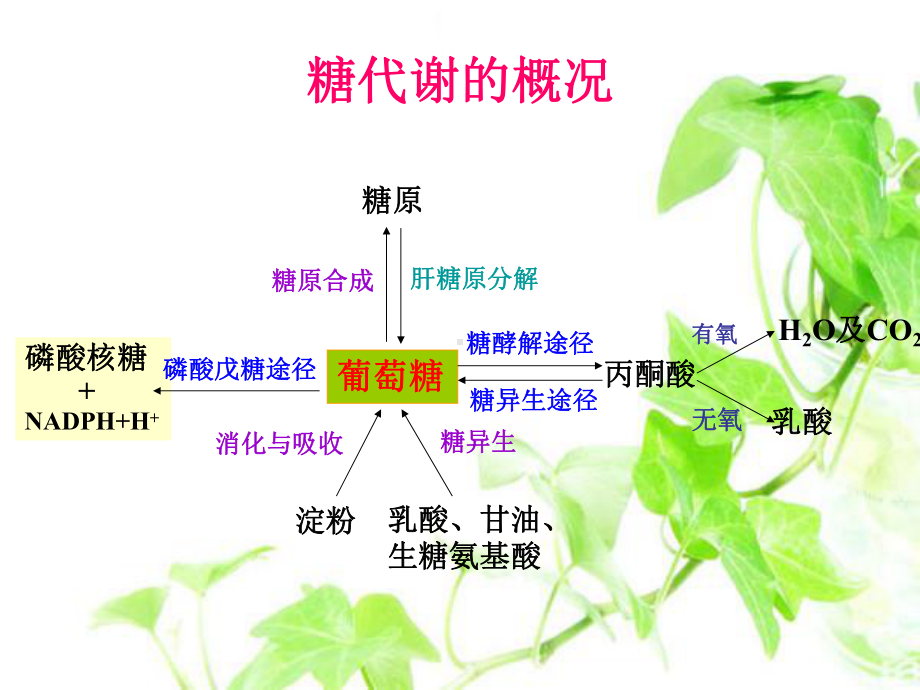 葡萄糖脂肪和氨基酸之间相互转变的途径和枢纽课件.ppt_第3页