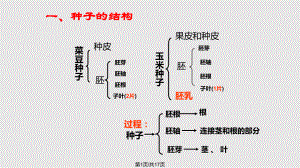 芽的发育课件.pptx