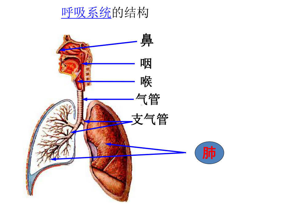 第5节生物的呼吸和呼吸作用课件.pptx_第2页