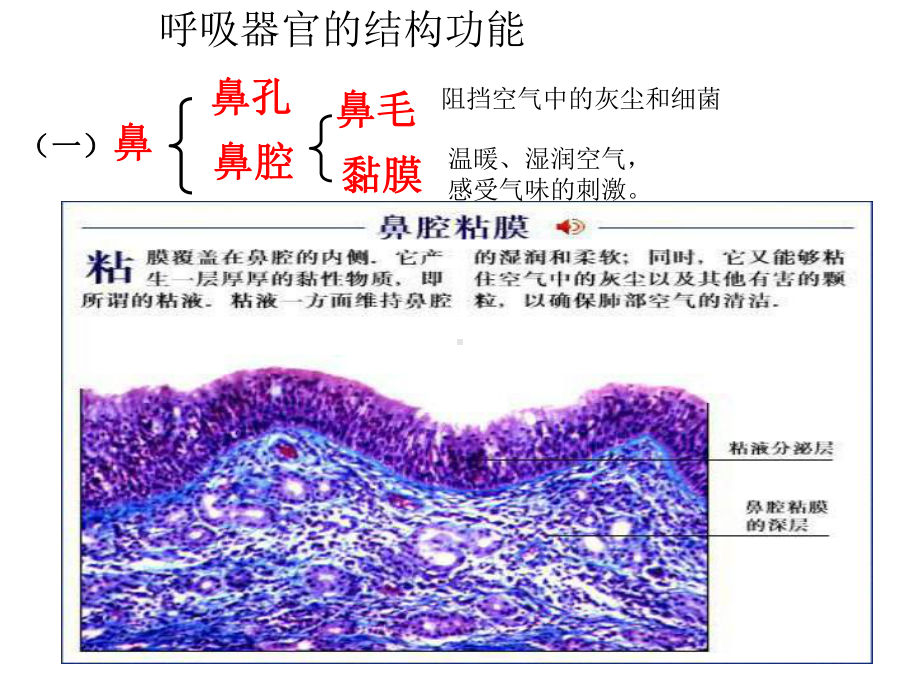 第5节生物的呼吸和呼吸作用课件.pptx_第3页