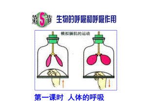 第5节生物的呼吸和呼吸作用课件.pptx