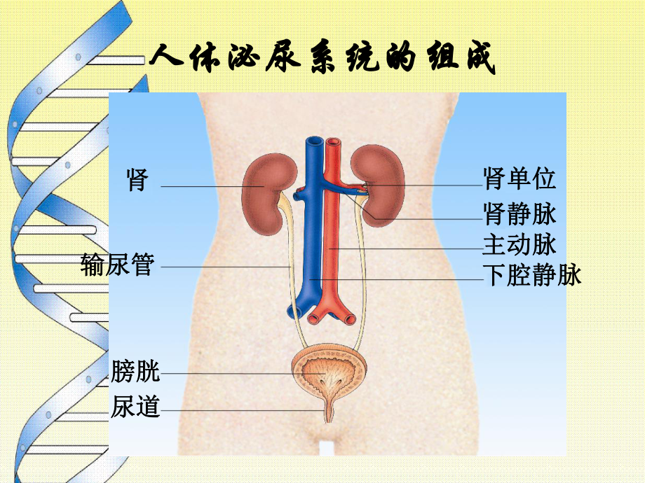 第一节人体泌尿系统的组成课件.ppt_第3页