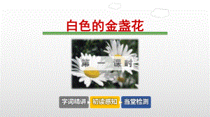 白色的金盏花课件.pptx