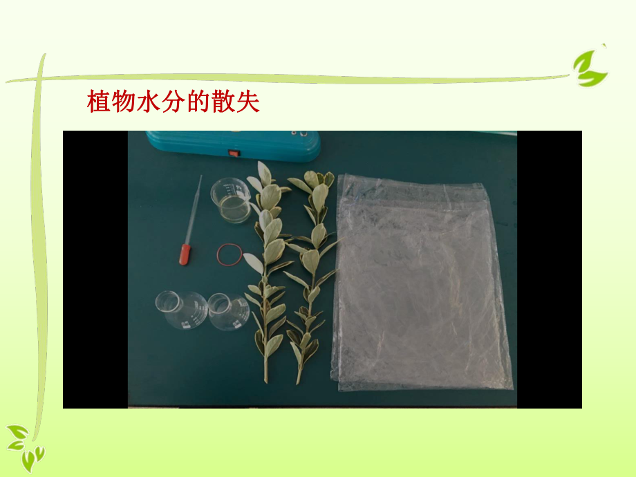 第1节绿色植物与生物圈的水循环课件.pptx_第3页