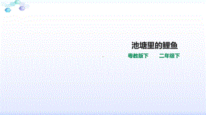 苏教版二年级下册科学13池塘里的鲤鱼(课件).ppt