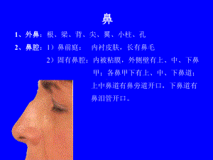 系统解剖学呼吸系统鼻课件.pptx