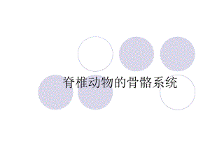 脊椎动物的骨骼系统课件.ppt