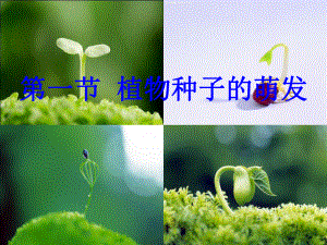 苏教版生物七上351-植物种子的萌发-课件.ppt