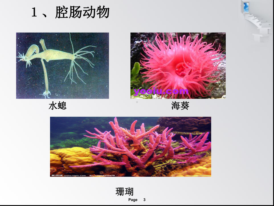 苏教版八年级上册生物-千姿百态的动物世界课件1.ppt_第3页