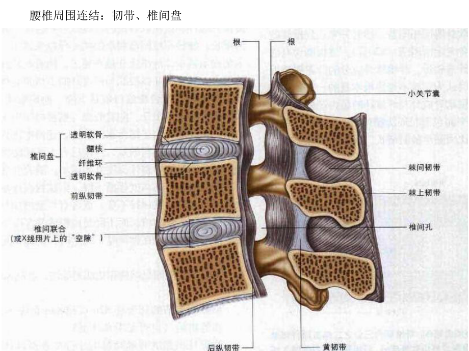 腰椎退行性变腰痛的MR诊断课件.ppt_第3页