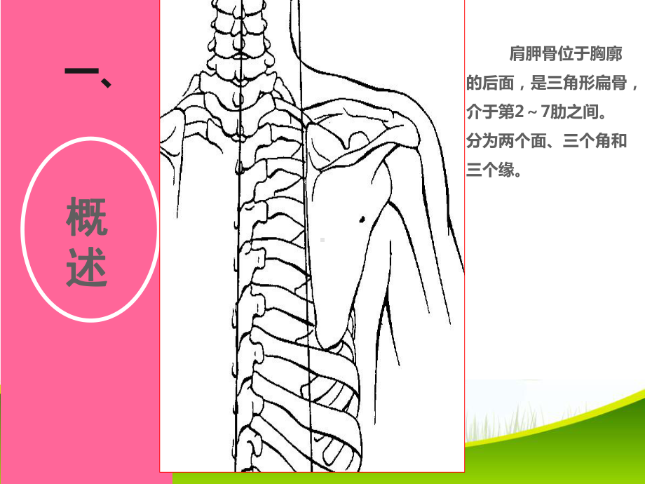 肩胛骨骨折的-护理课件.ppt_第3页